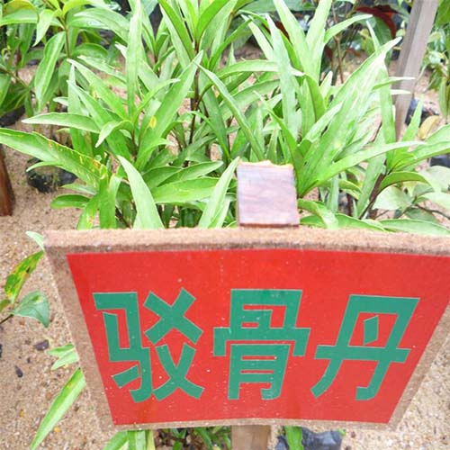 駁骨丹原形態