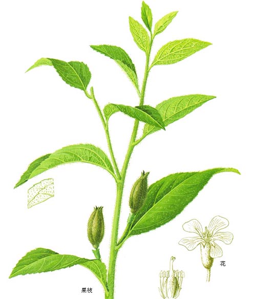 長葉山芝麻原態圖譜