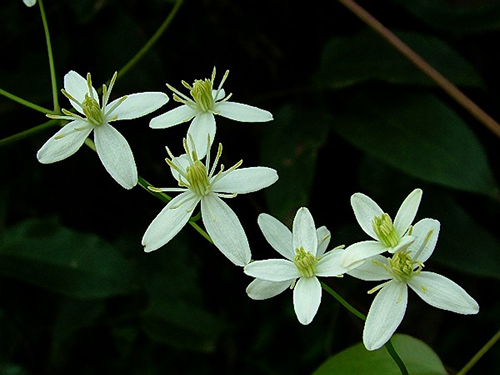 風藤草根1