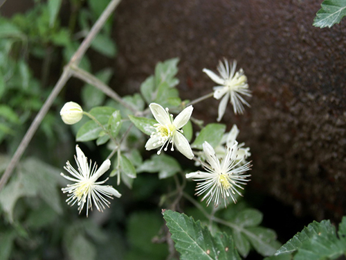 風藤草根2