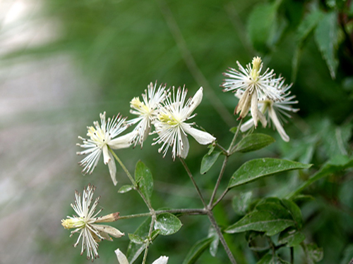 風藤草根3